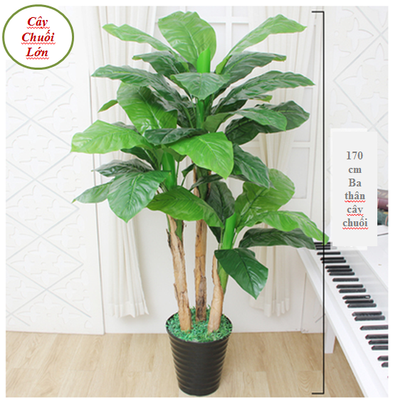 Cây Chuối Lớn Cảnh