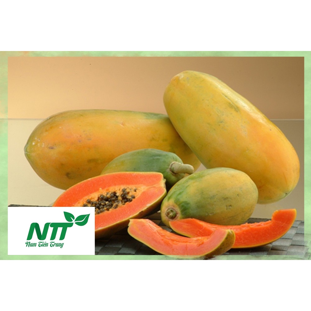 Hạt giống Đu Đủ ruột Đỏ F1 TN