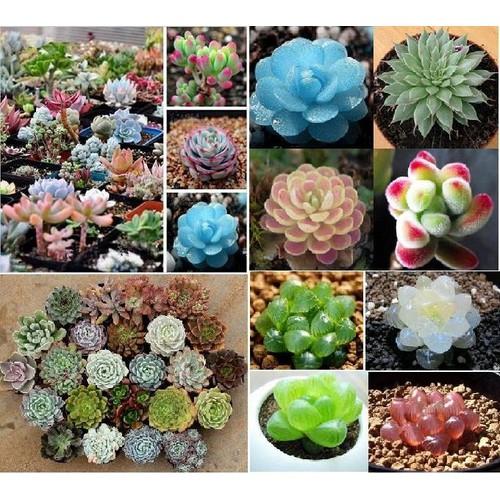 Hạt giống sen đá mix màu - 1 gói 200 hạt