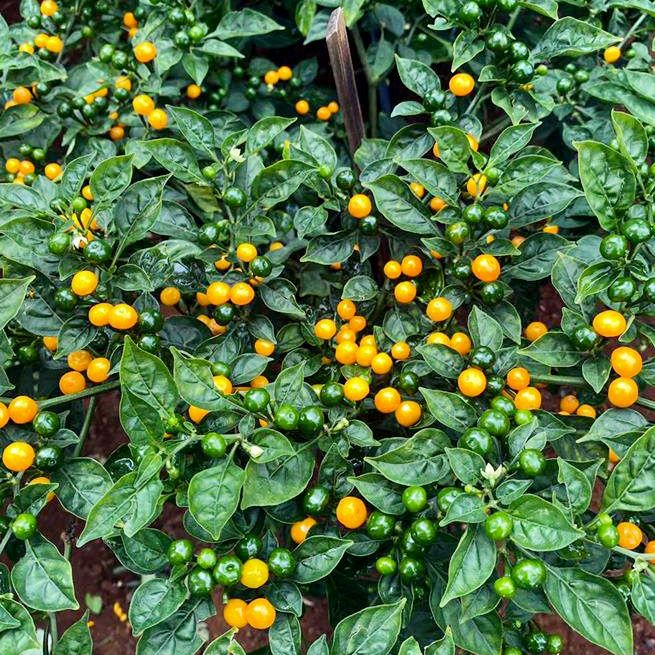Hạt giống ớt mắc nhất thế giới- 5 hạt