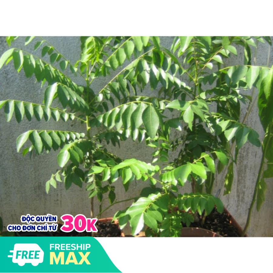 Cây cà ri cao 18-25cm tặng 2 cây chè xanh