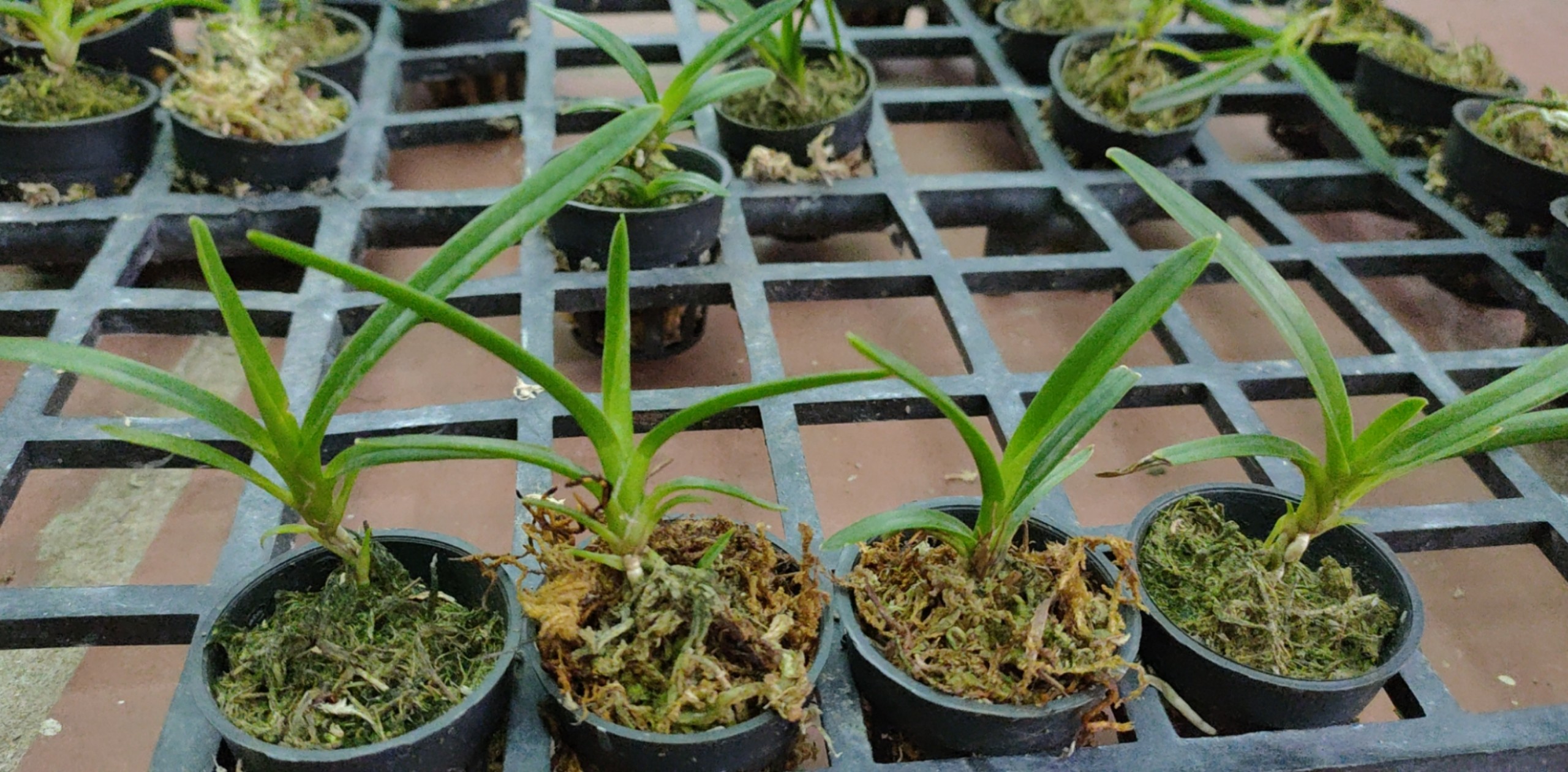 Kiếm trắng hà thu giống
