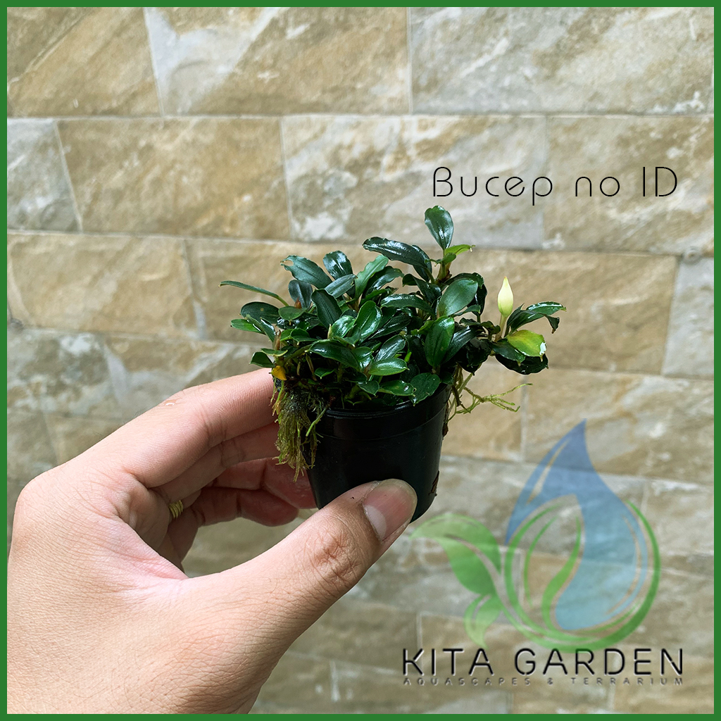 Bucep Tím | Bucephalandra TM | Cây Thủy Sinh Giá Thể