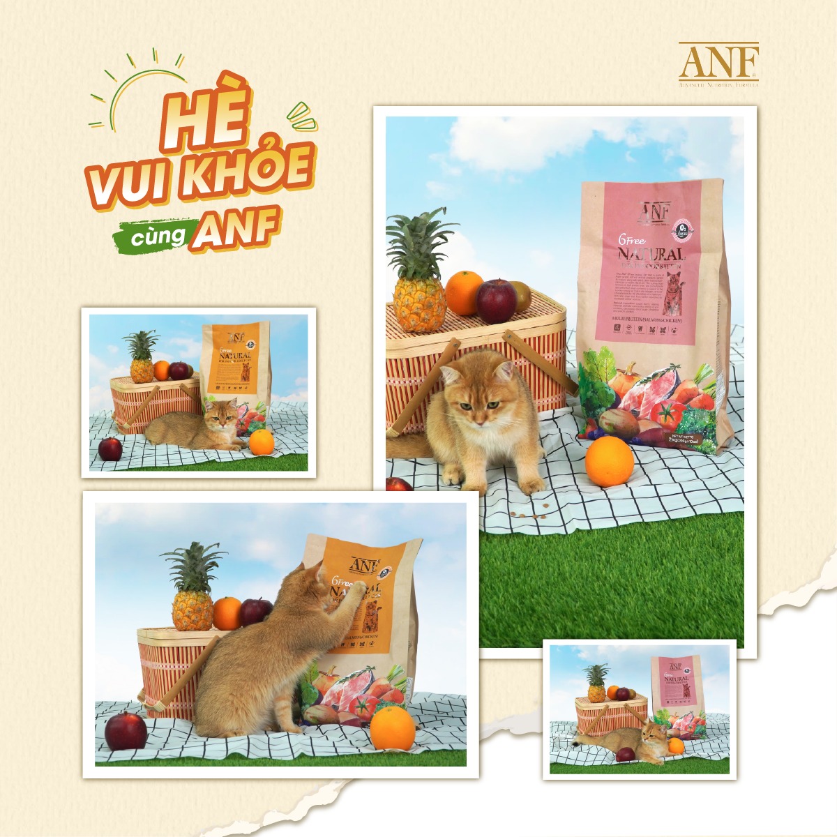 [6kg] THỨC ĂN HẠT CHO MÈO CON ANF 6 FREE INDOOR KITTEN