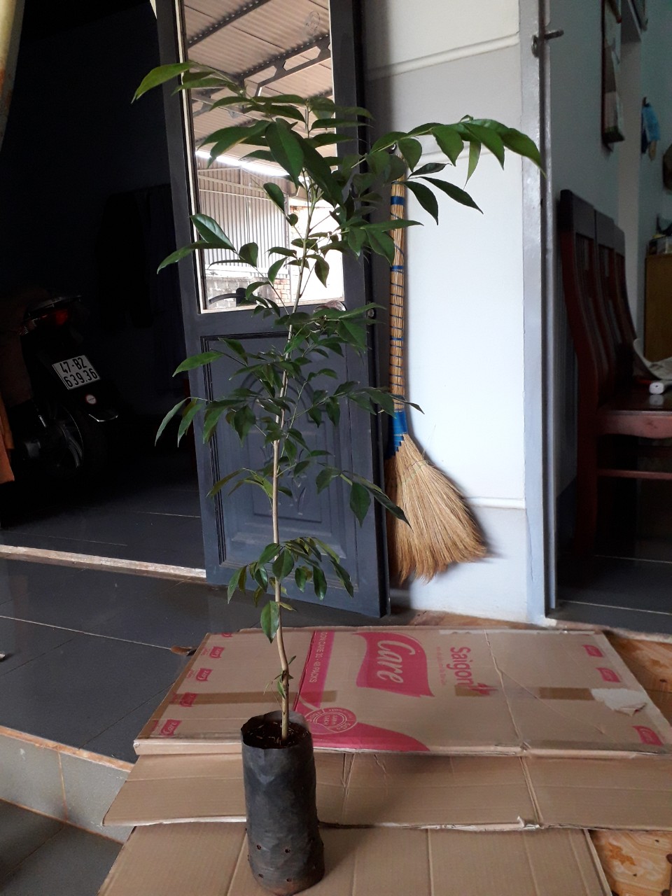 Cây giống mắc mật [ móc mật [ cao 1m giúp tiết kiệm thời gian trồng chăm sóc ]