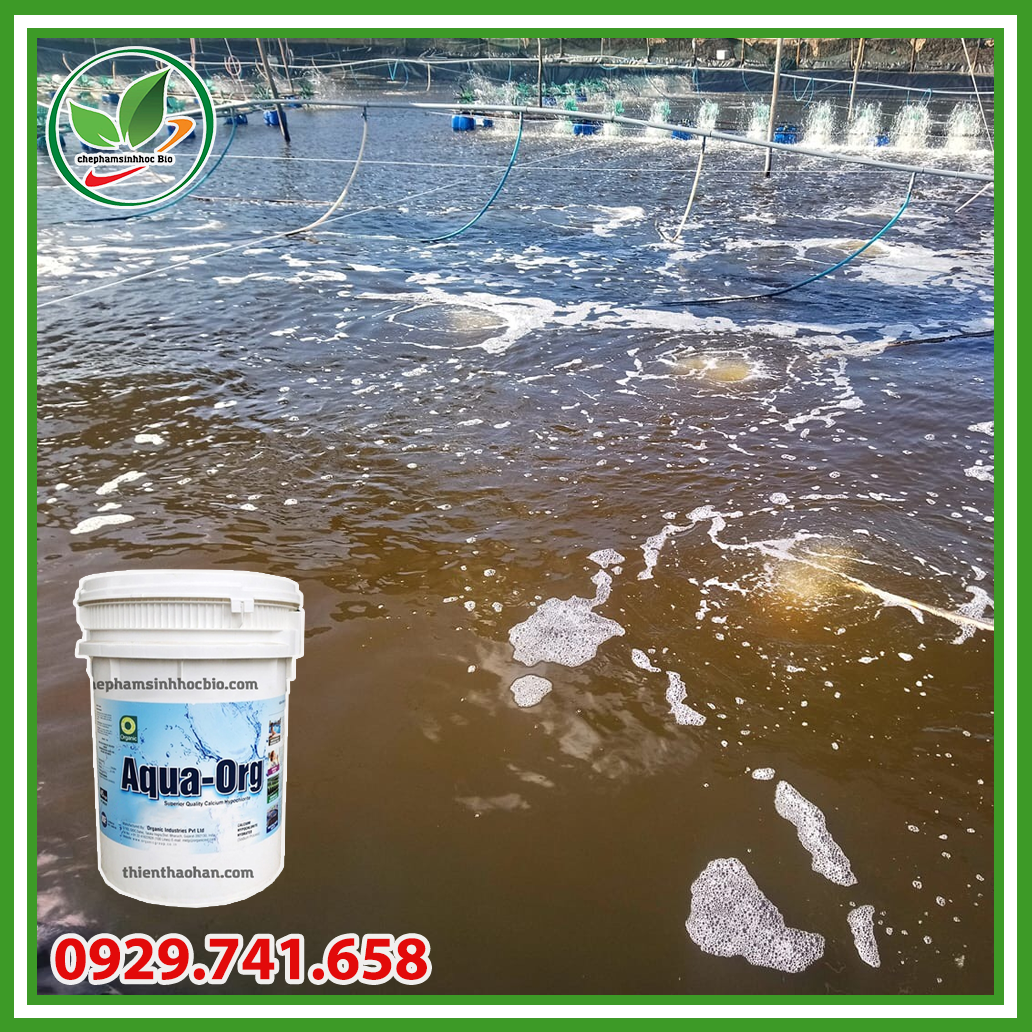 Bột hóa chất Clorin 70% Aqua ORG - Ấn Độ. Thùng 5kg