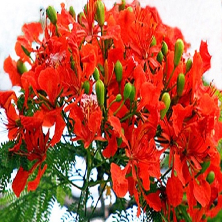 CÂY GIỐNG HOA PHƯỢNG ĐỎ, CÂY NHỎ
