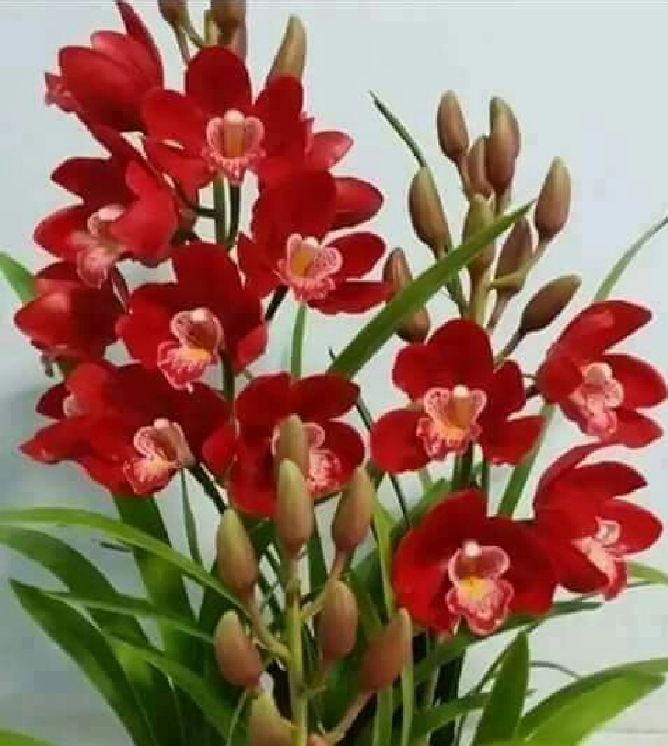 Củ giống hoa địa lan santo hoa màu đỏ - 1 củ - VTNN2