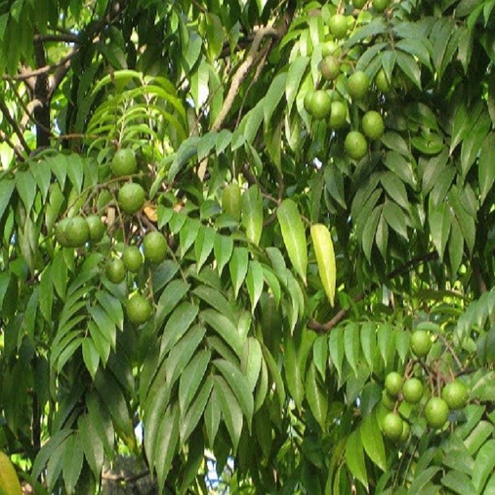 Cây giống sấu hạt cho quả sai trĩu