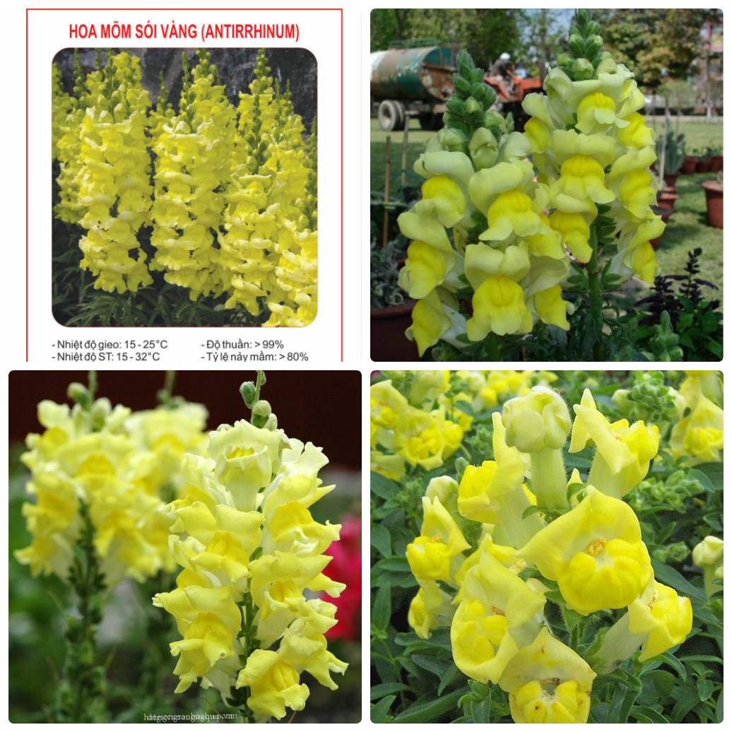 Combo 2 gói hạt giống hoa mõm sói vàng -gói 100 hạt