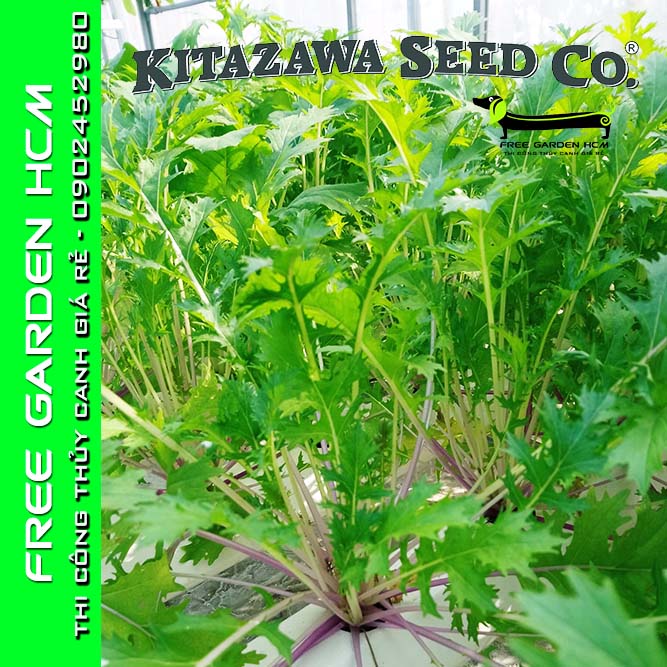1500 hạt giống cải mizuna early – kitazawa – mỹ