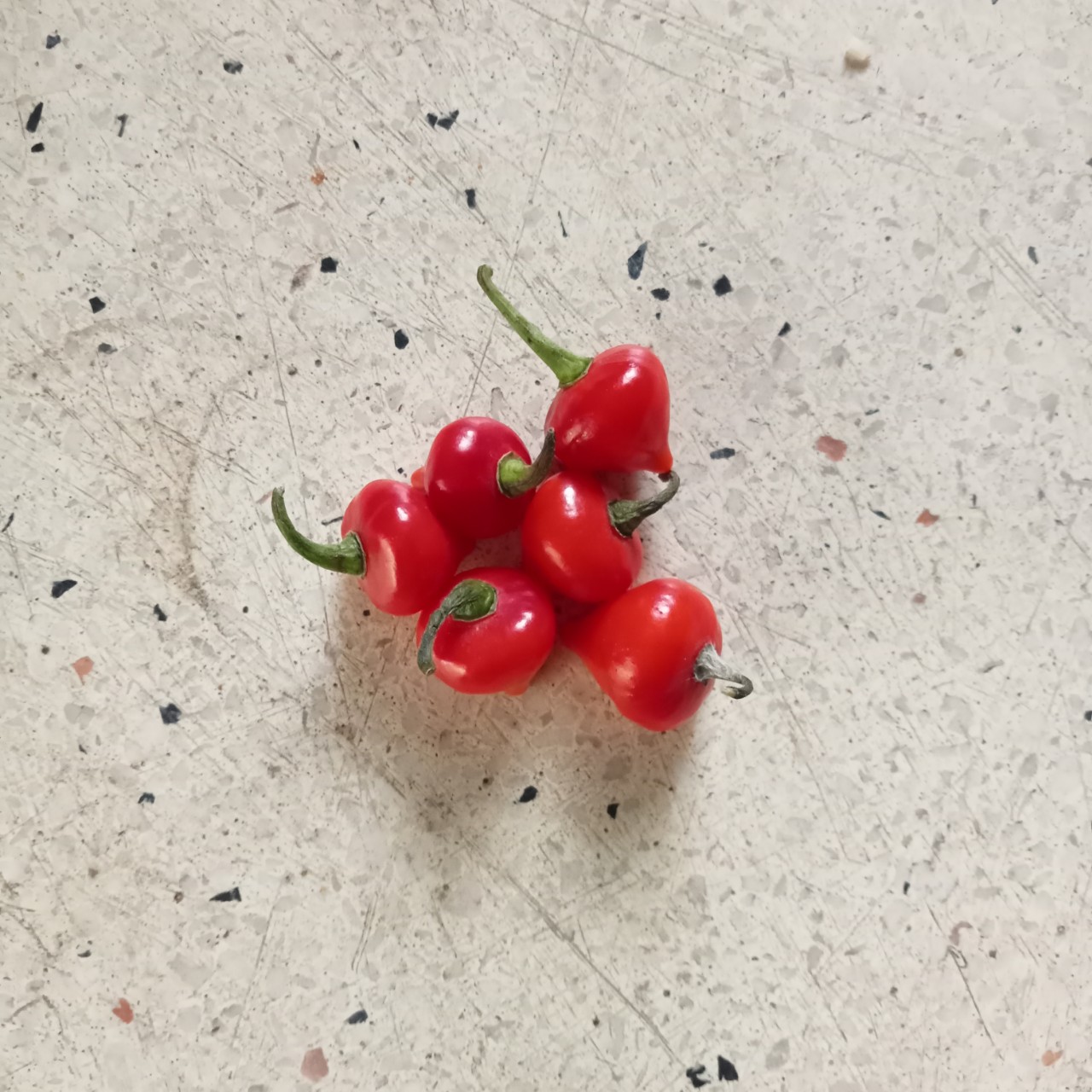 5 Hạt Ớt Biquinho Red