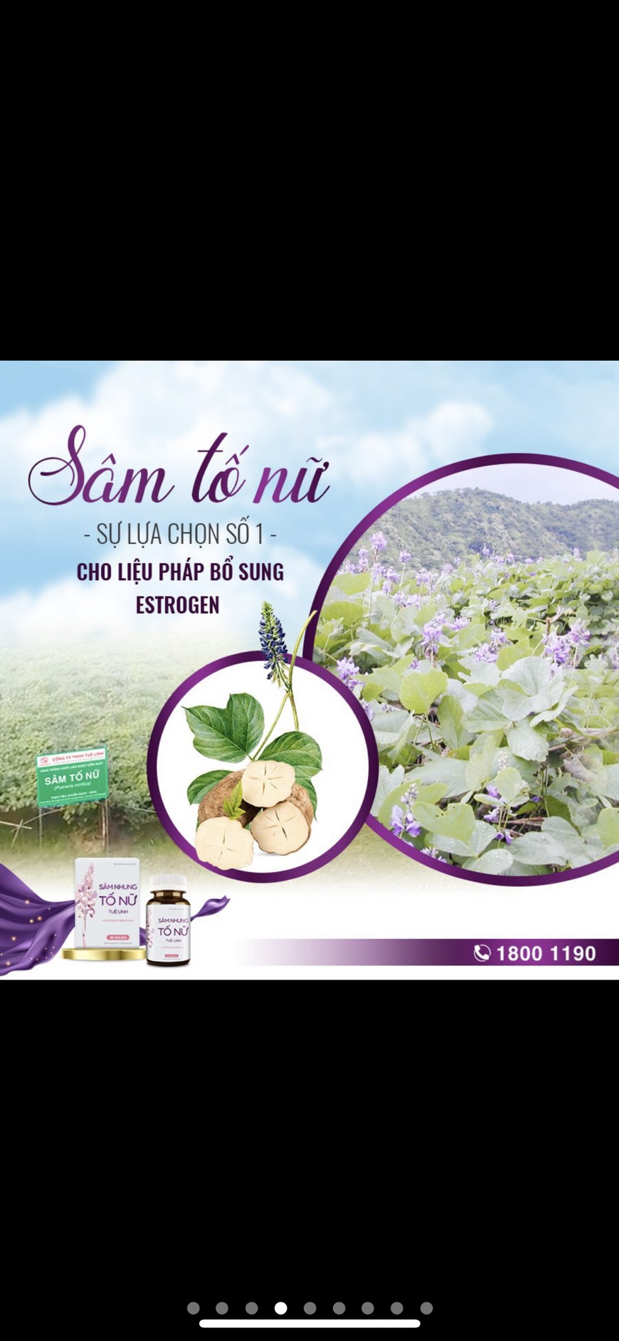 SÂM NHUNG TỐ NỮ 10H