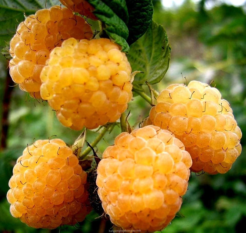 Cây Giống Mâm Xôi Vàng