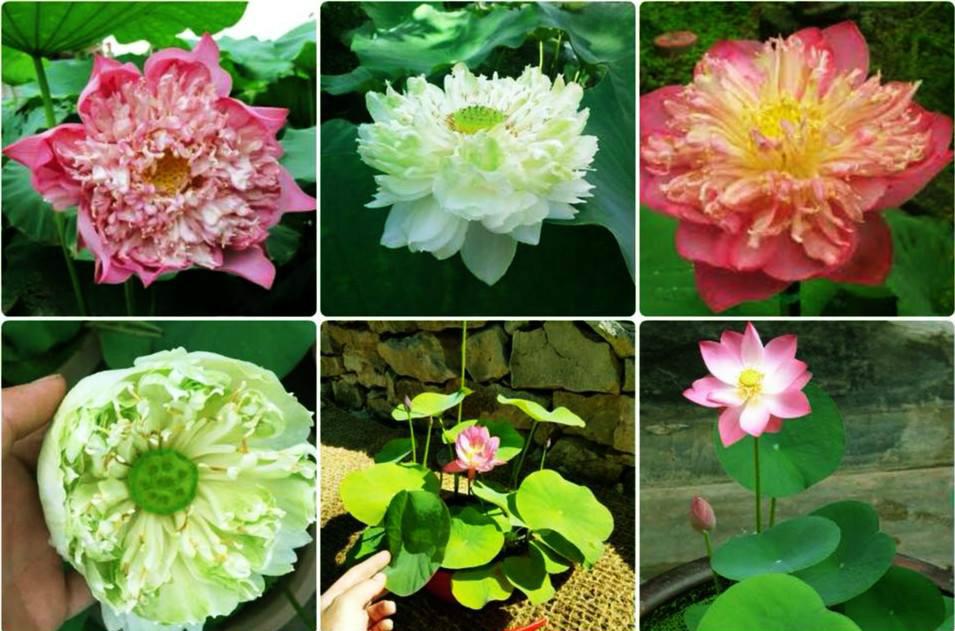 [HCM][Sale 1 ngày] Gói 5 Hạt Giống Hoa Sen Mini Nhiều Màu - Mina Shop