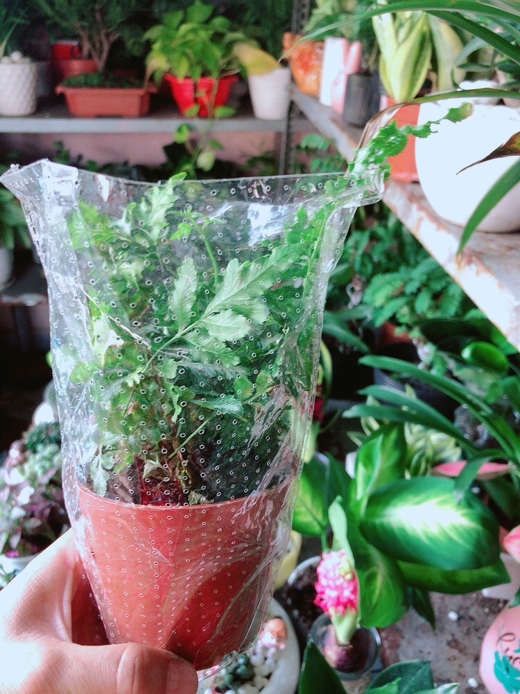 Cây Dương Sỉ