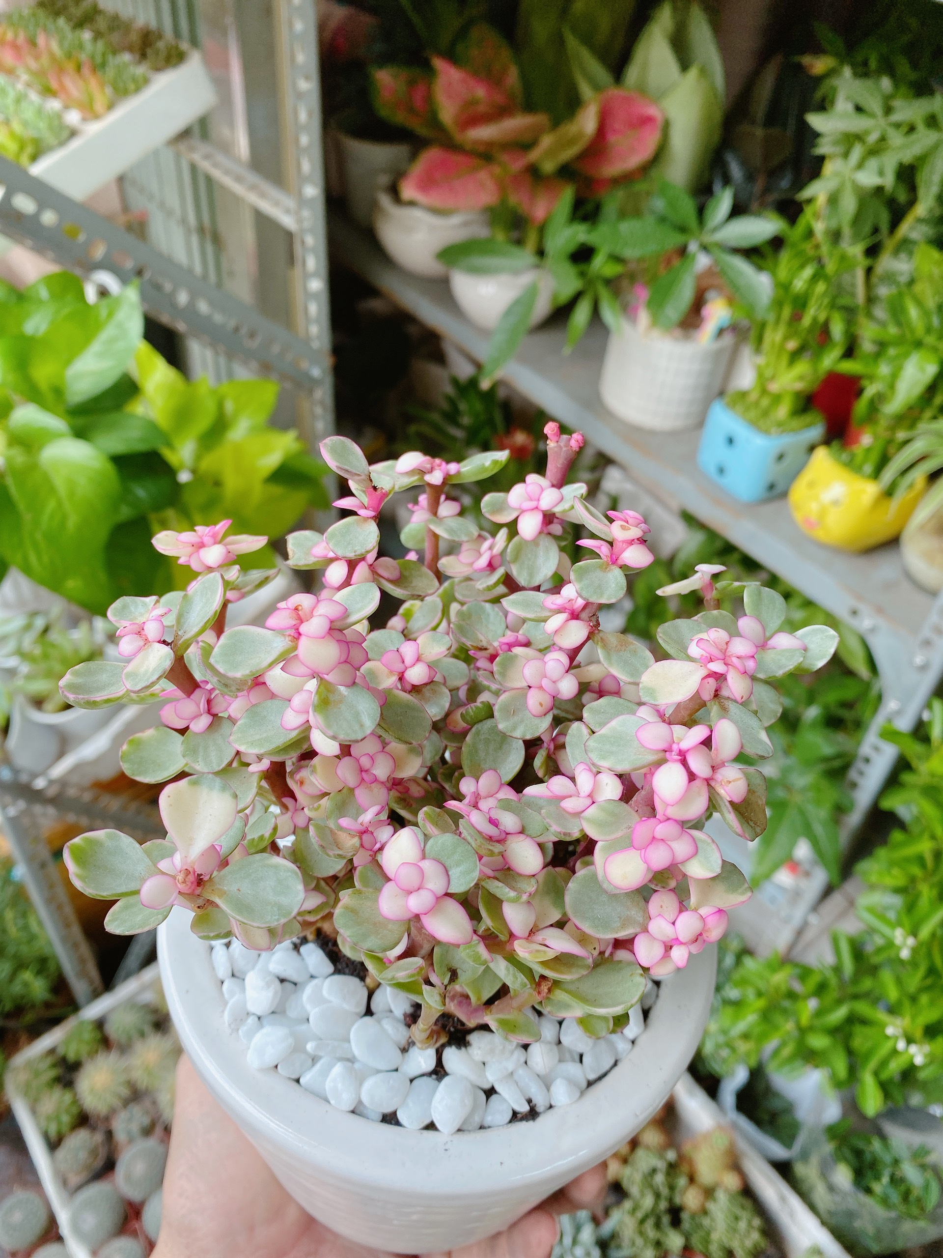 [HCM]Cây Cành Vàng Lá Ngọc Chậu Sứ