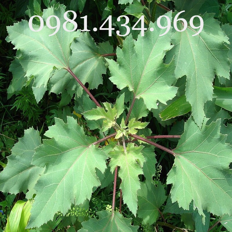 Cây Ké Đầu Ngựa Khô 01KG (Thân Lá, Quả) Tốt