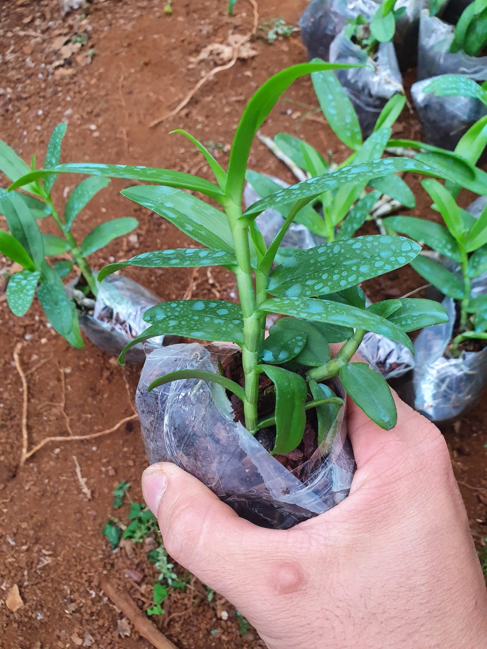 5ct ho gieo hạt 7-8 cm