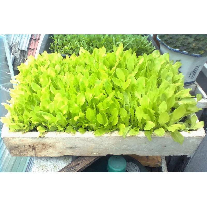Hạt Giống Xà Lách Ăn Non 10Gram