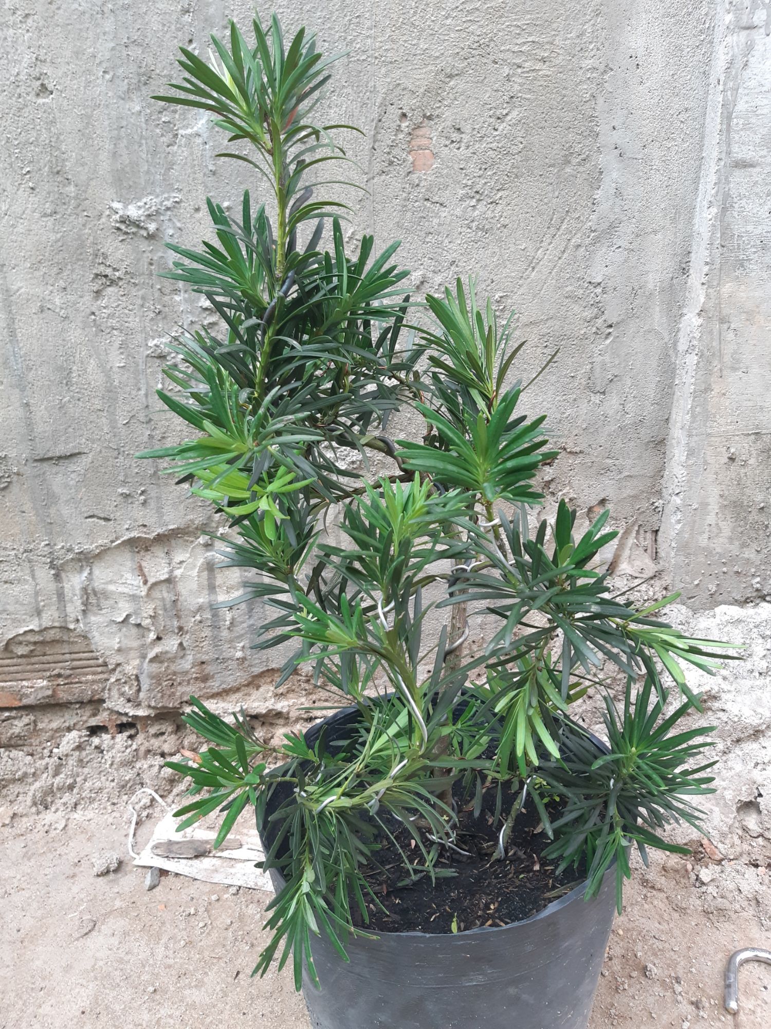 tùng la hán bonsai 60-70cm