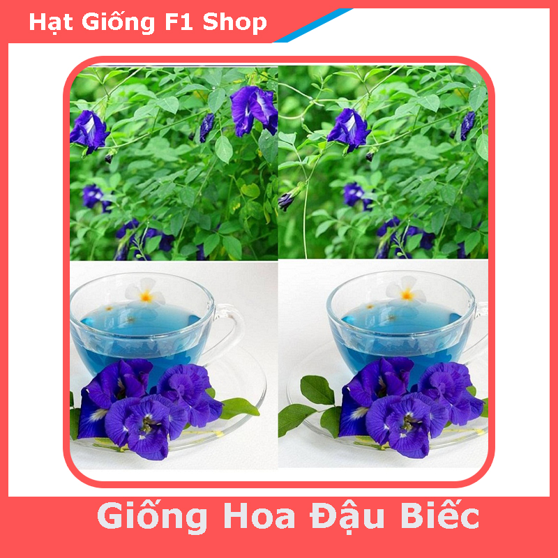 Hạt Giống Hoa Đậu Biếc Dễ Trồng (2G) (108.F1)