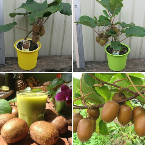 hạt giống Kiwi