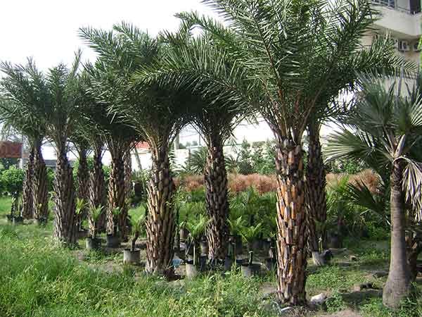 Cây giống chà là lùn trung đông