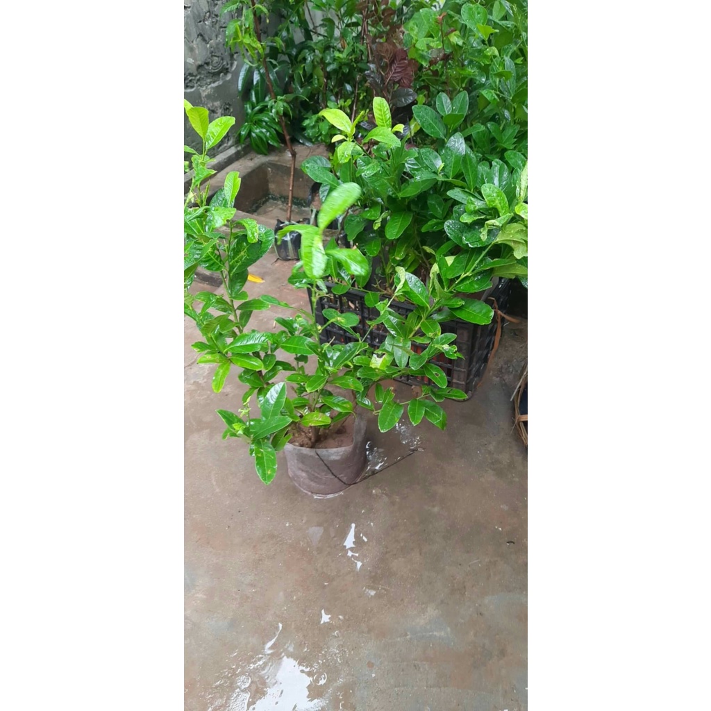 Cây chanh vàng mỹ cao 30-50CM