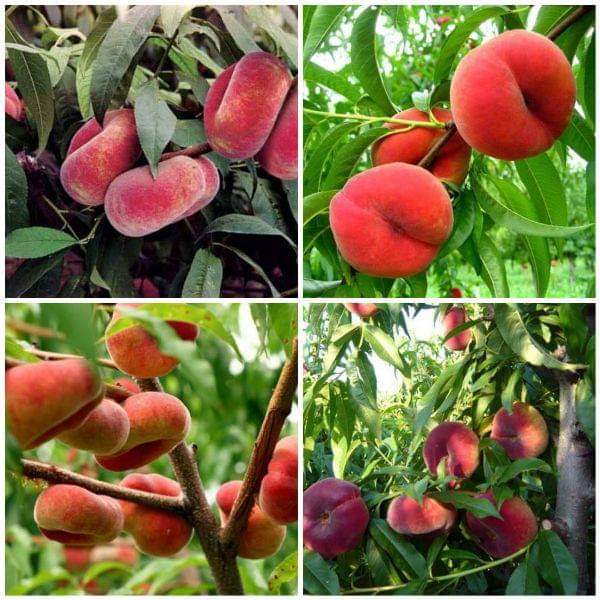 com bo 2 Giống đào qủa dẹt nga (Tặng kèm 3 cây chè xanh)