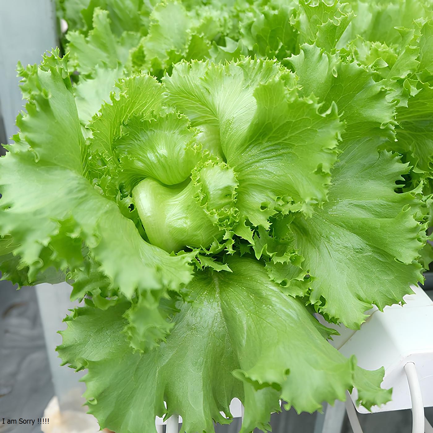 Hạt Giống Rau Xà Lách Cuộn Trắng ( Gói 0.2Gram) - Dễ trồng, Bội Thu - Giàu Dinh Dưỡng