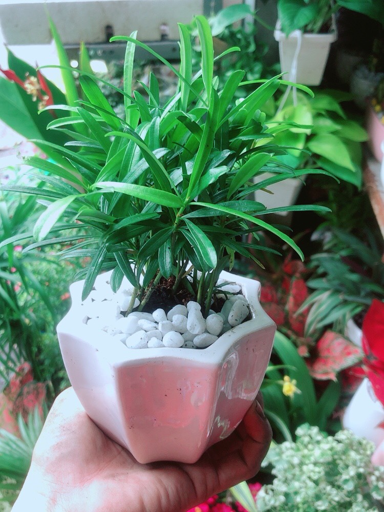 [HCM]Chậu Cây Tùng Vạn Niên