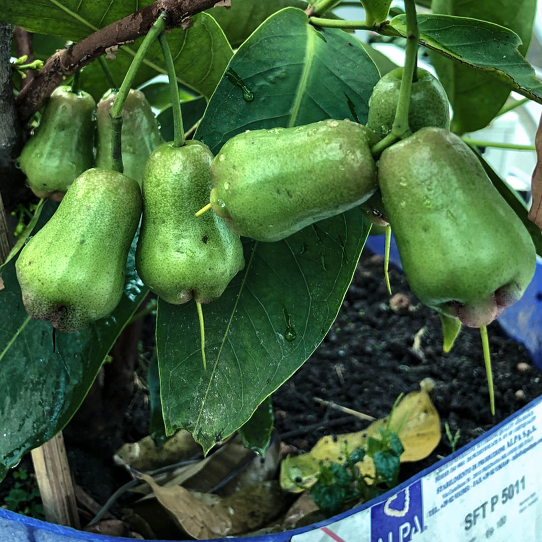 ( Hàng mới về ) Cây giống Roi Xanh.