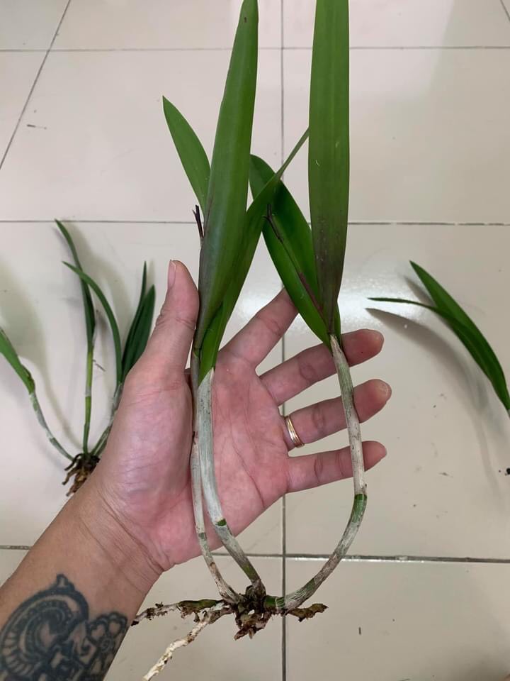Hướng  brass  sưu tầm nhiều màu