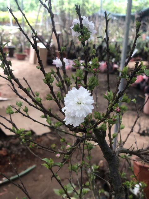 Mai trắng 🌲FREESHIP🌲 Nhất Chi Mai [ Cây Giống ]