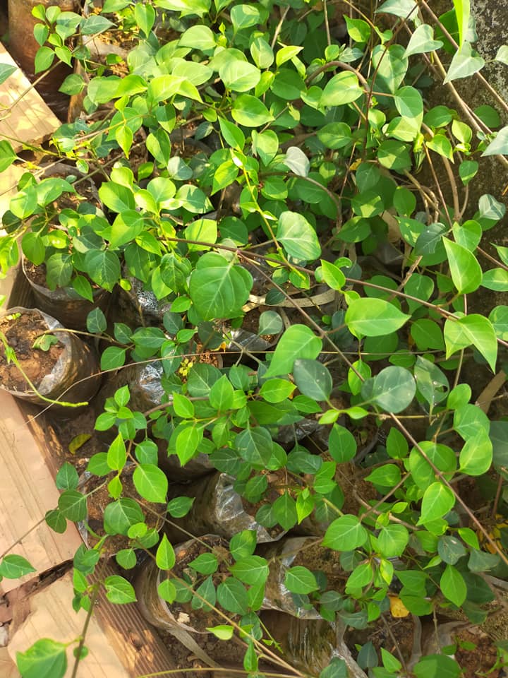 Hạt giống cây lá giang - Gói 10 hạt