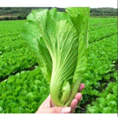 #hạt_giống_cải _bẹ_dưa