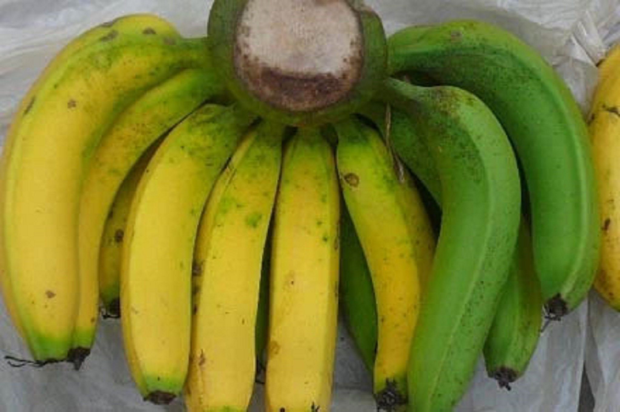 Cây giống Chuối mật lùn NAM MỸ.