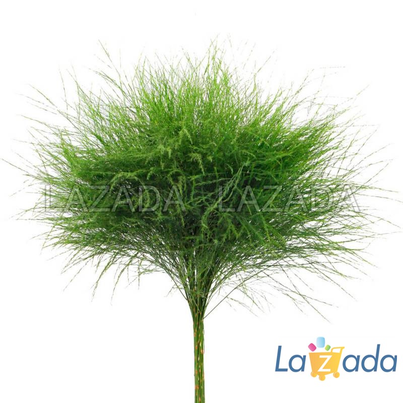 50h Hạt Giống Cây Tùng Lá Liễu (| -KD: B21*X59*M230)