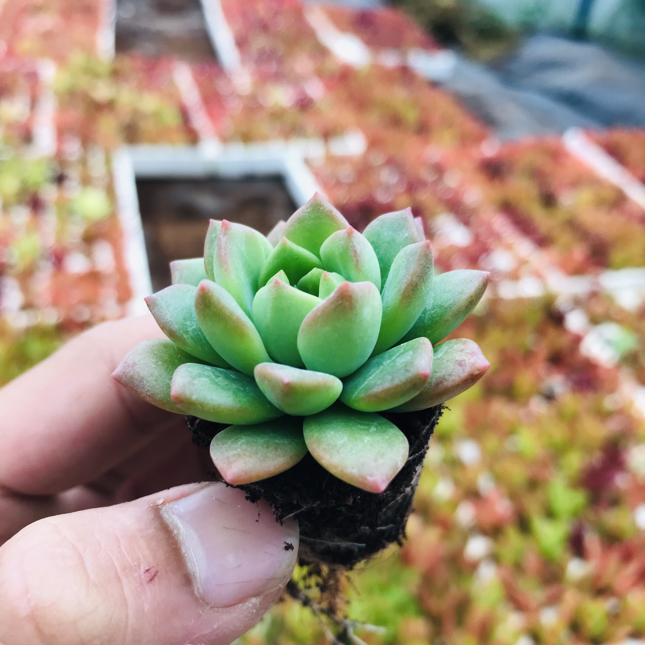 SEN ĐÁ MẶT TRỜI SIZE MINI KHOẺ ĐẸP LỖI 1 ĐỔI 1