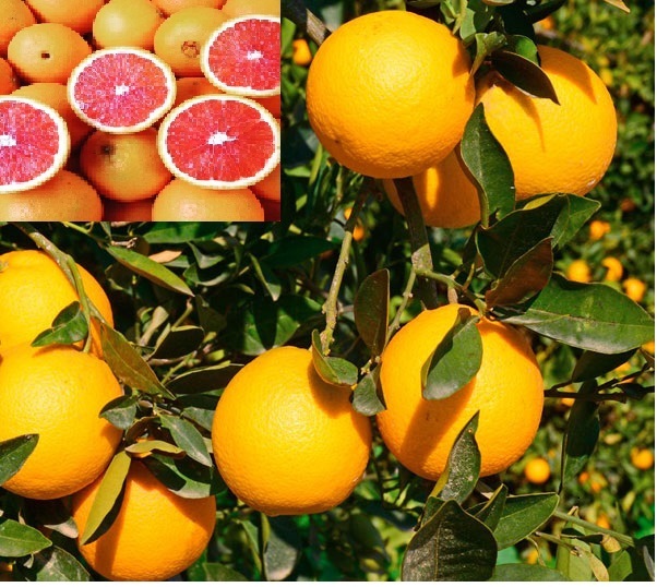 CÂY GIỐNG CAM KHÔNG HẠT RUỘT ĐỎ - CÂY GIỐNG Cam CARA chuẩn giống