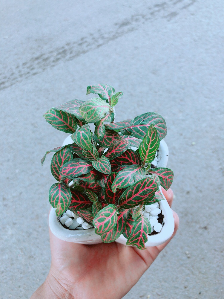 Chậu Cẩm Nhung Đỏ (lá may mắn)