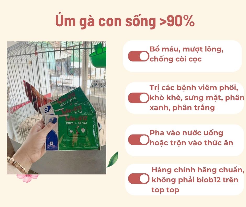 Bio-B12 Úm gà con