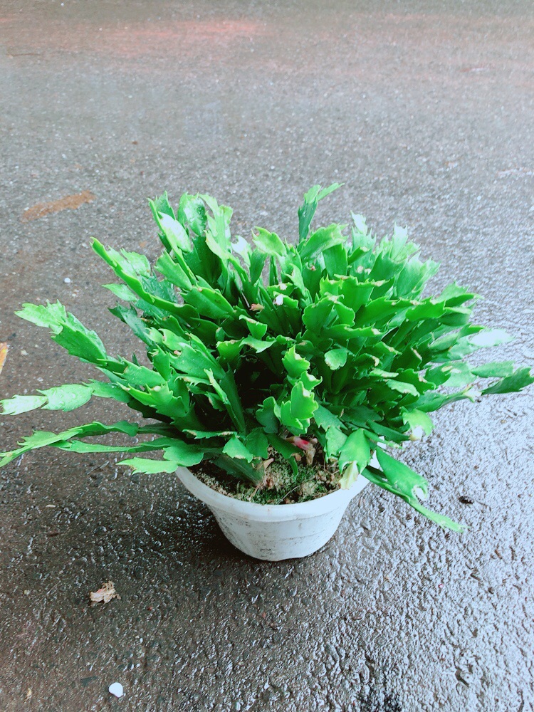 Chậu Hoa Quỳnh