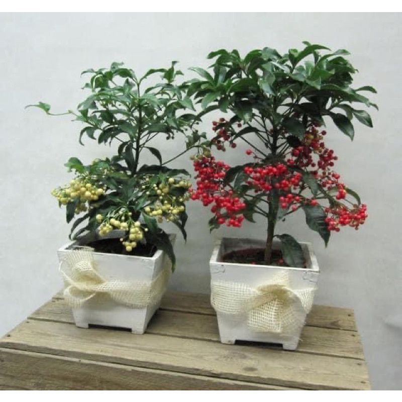 Cây giống kim ngân lượng (1 bầu cây)