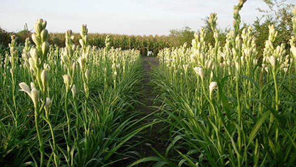 CỦ GIỐNG HOA HUỆ TRẮNG THƠM