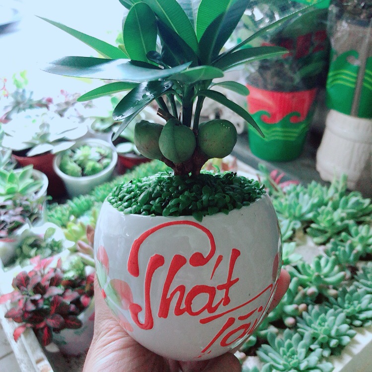 [HCM]Chậu Cây May Mắn Phát Tài