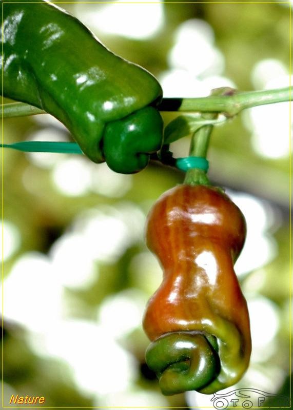 "Gói 5 Hạt " Hạt giống ớt peter - ớt cu tí - 1 gói 5 hạt