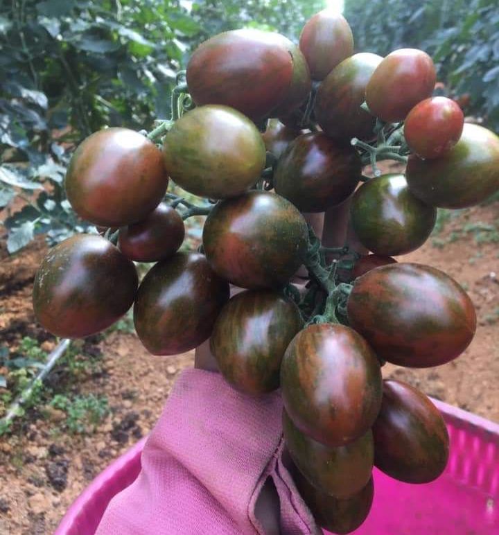 50h Hạt Giống Cà Chua Chocolate - TaNe Garden