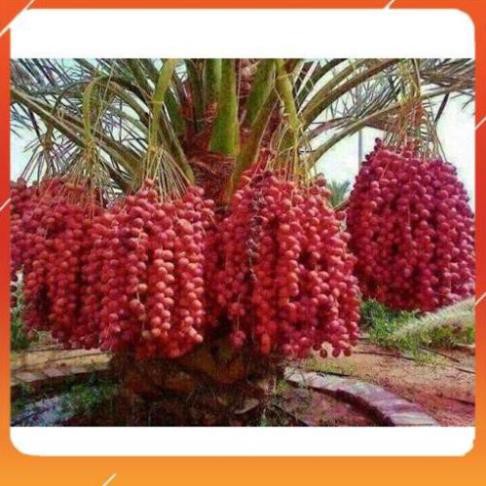 Cây giống Chà là Trung Đông - quả đỏ